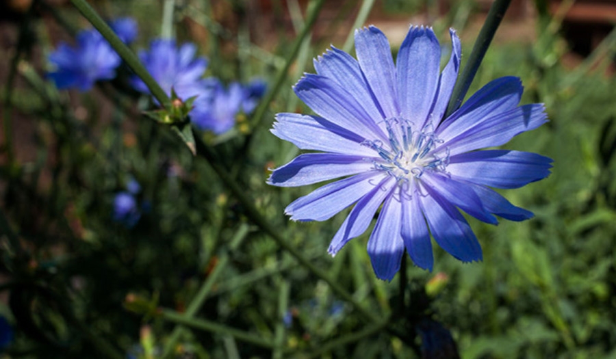 Chicory Flower